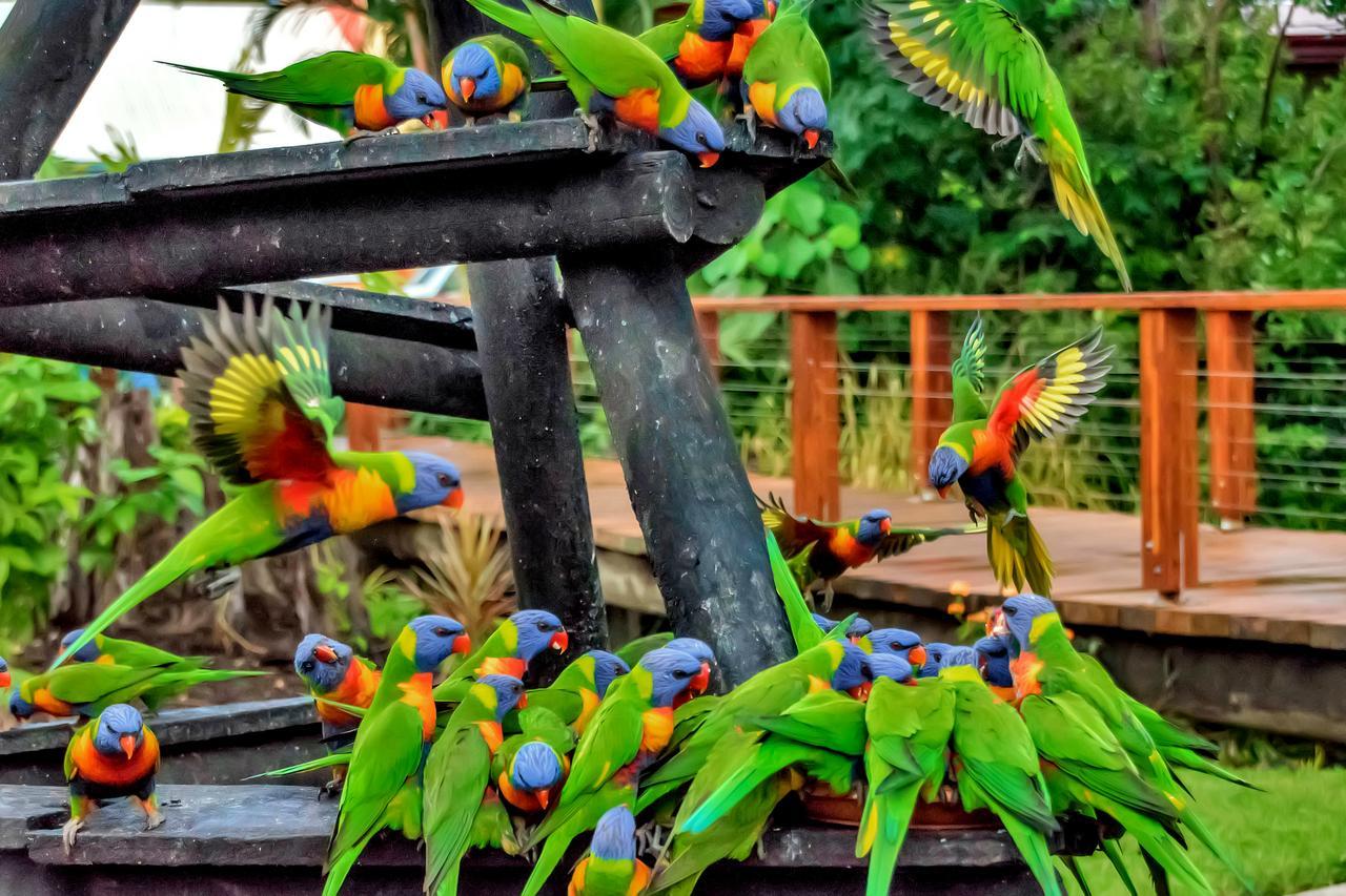 Discovery Parks - Airlie Beach Eksteriør billede